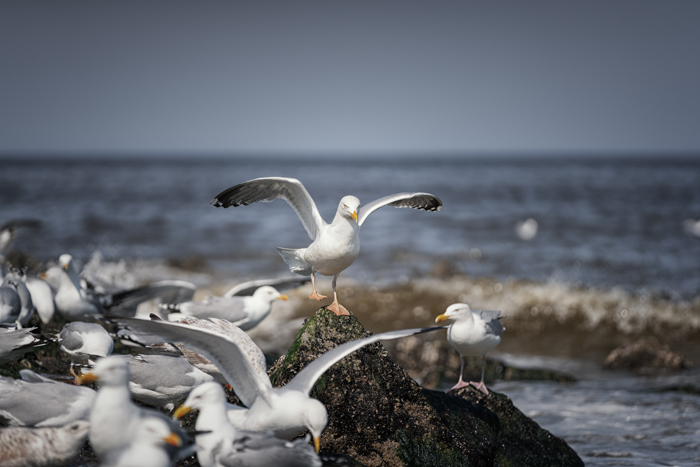 FAB_Blog_Sylt_DSC01790