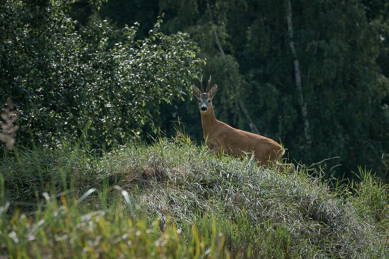 FAB_Blog_Bornholm_2016_27