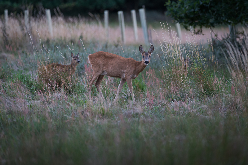 FAB_Blog_Bornholm_2016_42